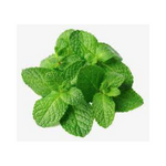 Cut Fresh Mint (Without Root) – 100 g