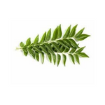 Curry Leaves (Kadi Patta) – 1 Pack